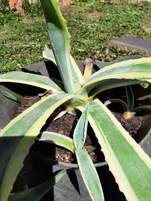 AGAVE Americana marginata Cactus Plante 11 Mont-de-Marsan (40)