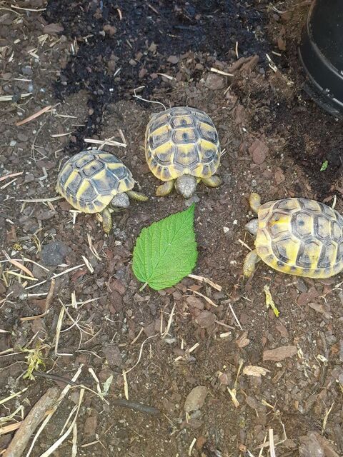 BB TORTUES 50 34560 Poussan