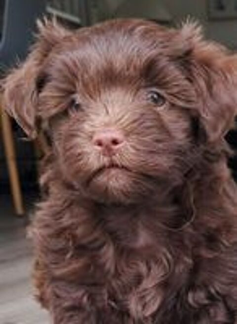   3 adorables chiots bichons havanais  