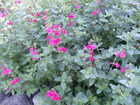 Sauge rouge
3 Castelnaudary (11)