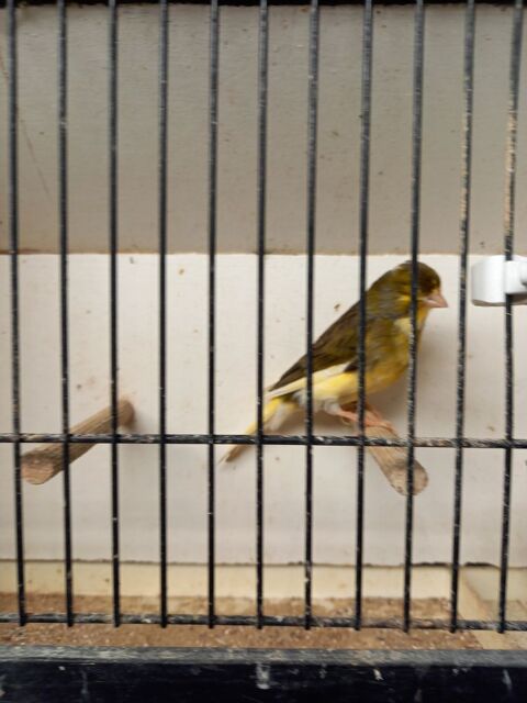 Canaris 20 62138 Billy-berclau