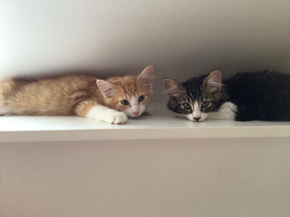   Chatons à adopter 