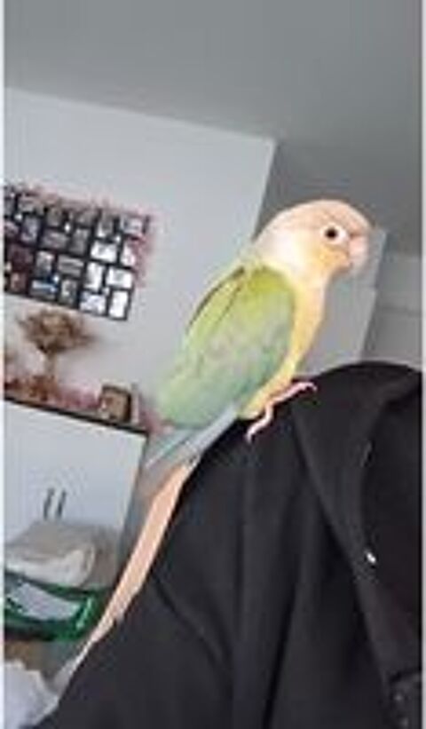   Conure ananas 