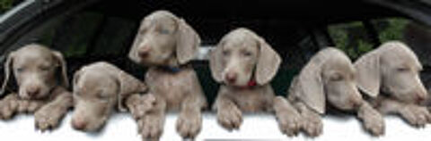   Superbes chiots mâles braque de WeimarA 