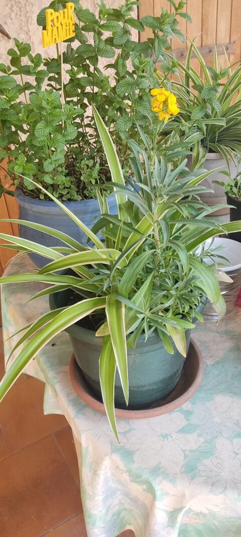 Boutures 2 plantes araignée & 2 giroflées 6 Châteauneuf-les-Martigues (13)