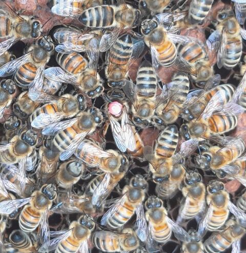 Colonies d'abeilles domestique, essaims sur cadres Dadant 100 89380 Appoigny