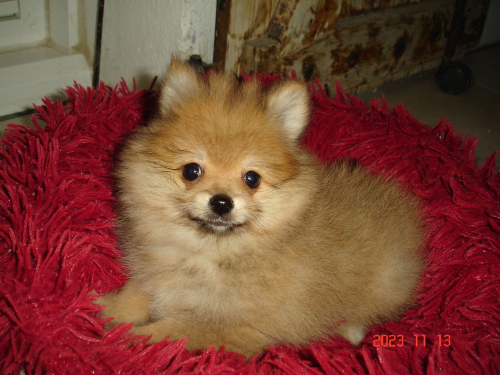   spitz femelle 