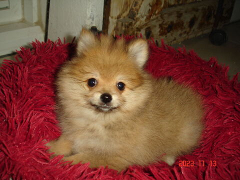 spitz femelle 980 17400 Saint-denis-du-pin