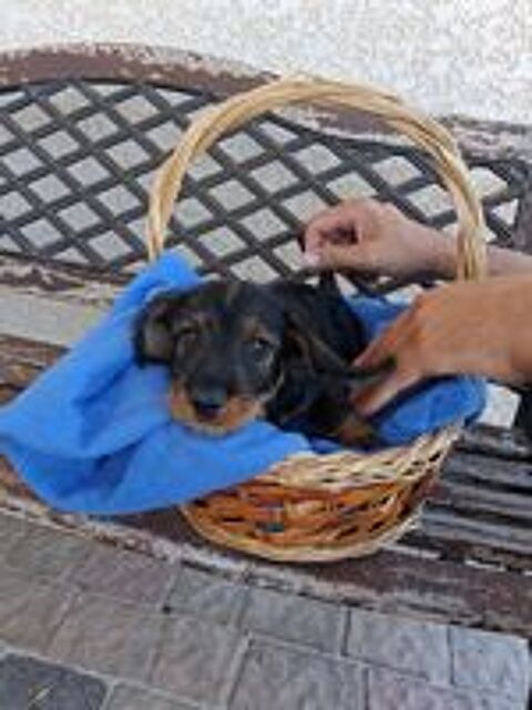   CHIOTS TECKEL A POIL DUR STANDARD LOF COULEUR SANGLIER 