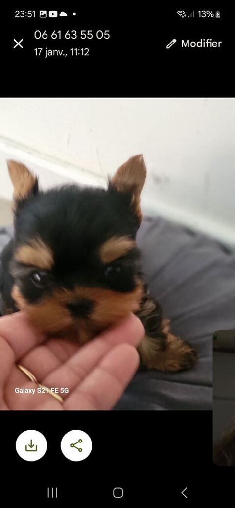 Yorkshire toy 1000 66430 Bompas