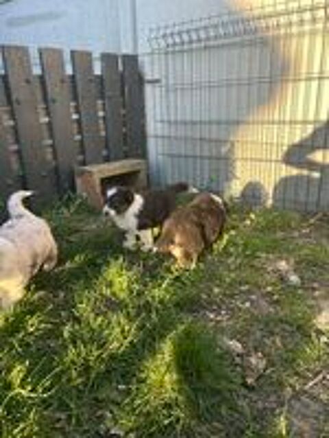   chiot berger australien 