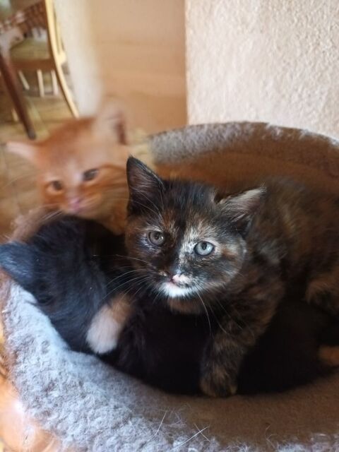 Donne chaton  0 74570 Groisy