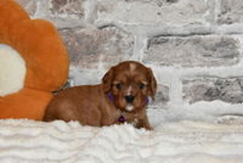   A RESERVER CHIOTS CAVALIER KING CHARLES RUBIS NON LOF 