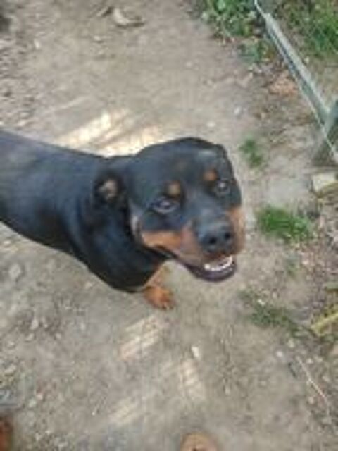   Rottweiler femelle  