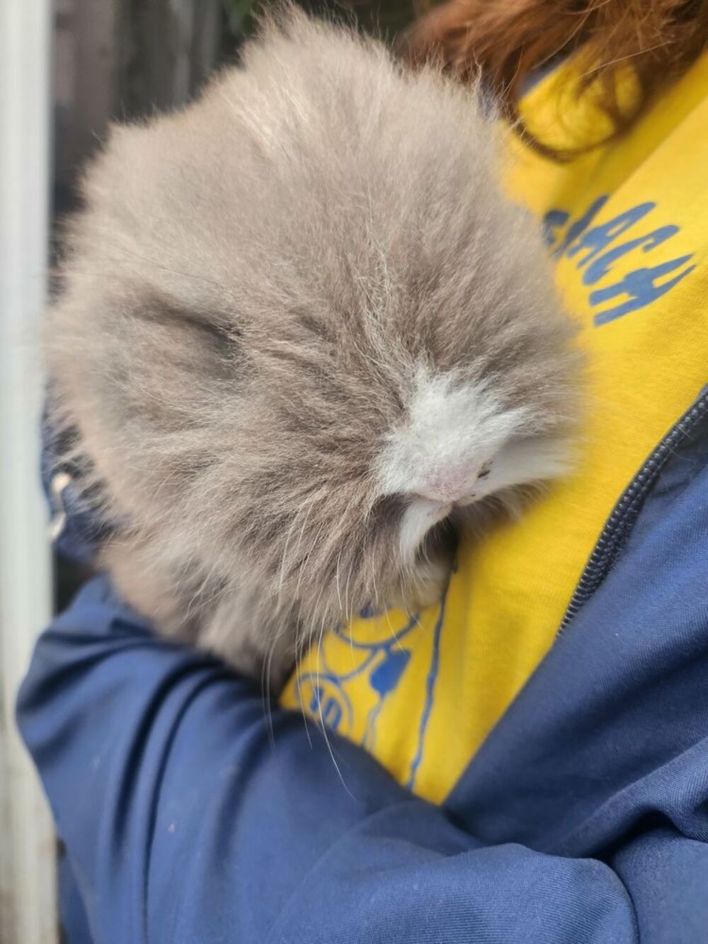  Lapin Angora 