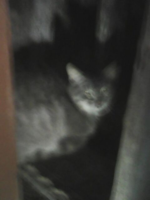 BESOIN  D"AIDE Pour TROUVER SI BEAU CHAT Cendr&eacute; Puc&eacute; ? 0 49700 Louerre