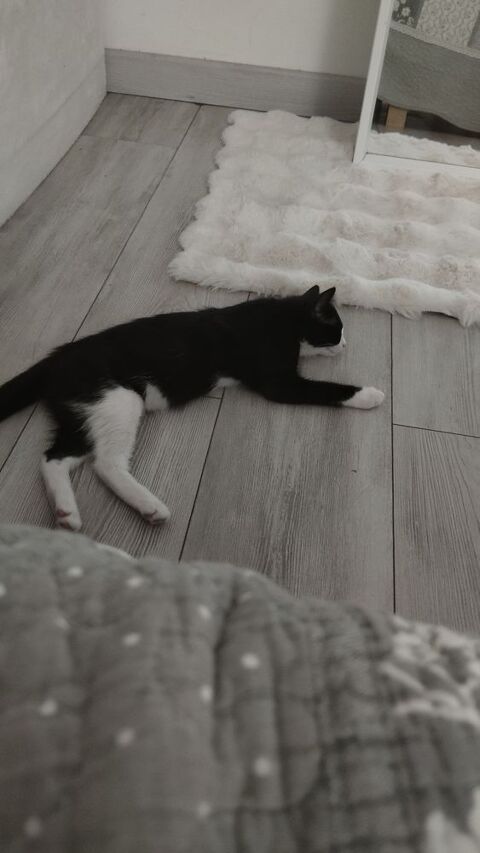 Donne chaton  noir et blanc 0 13013 Marseille