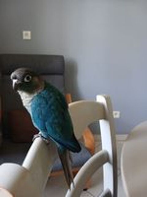   Trois conures turquoises à céder 