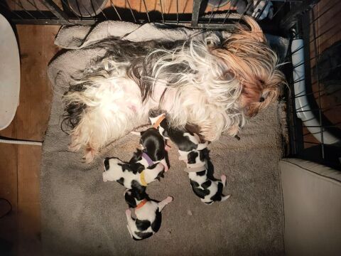 adorable biewer 0 84800 L'isle-sur-la-sorgue