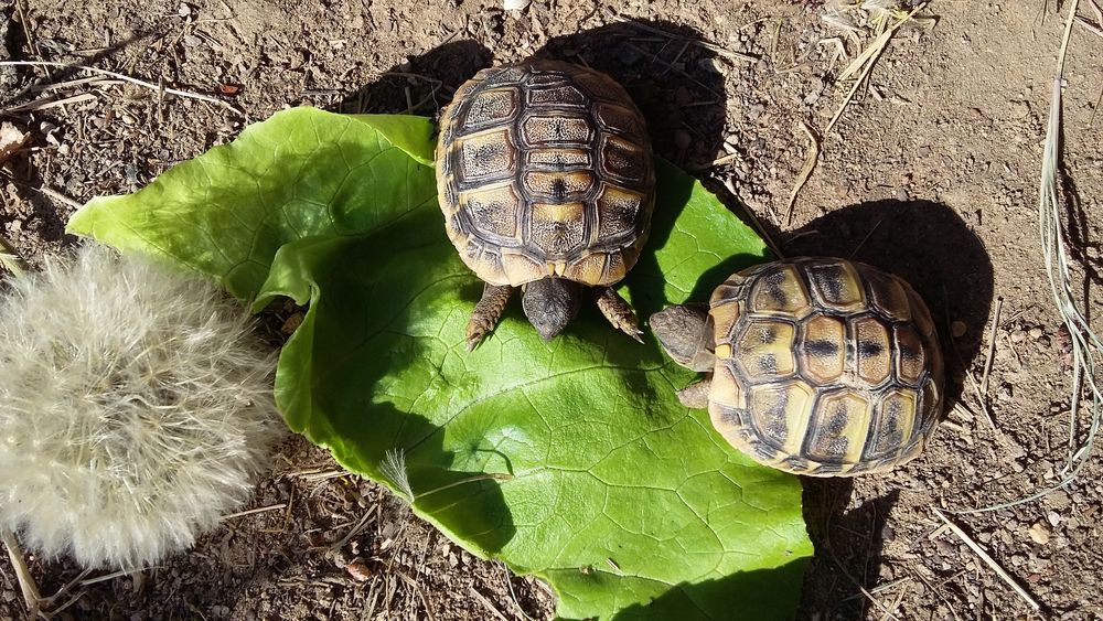   Petites tortues  
