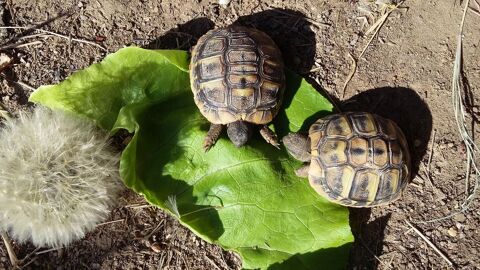 Petites tortues 13500 Martigues