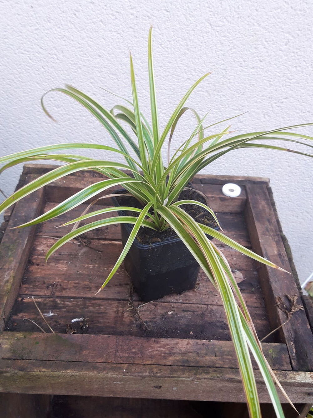 gramin&eacute;e carex Jardin