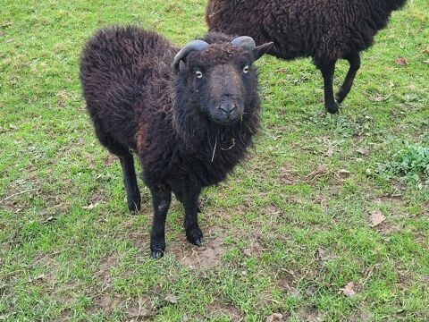 Moutons Mâles Ouessant 
30 85130 Les landes-genusson