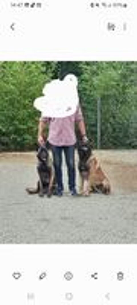   don chiot malinois nés le 9/08/2026 sevré le 10 octobre  