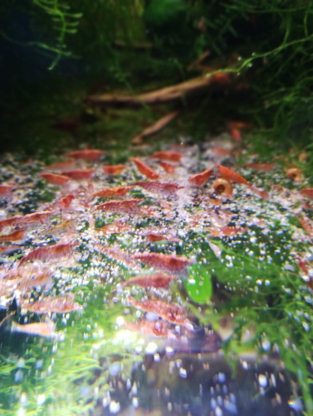   Crevette red cherry pour agrmenter votre aquarium  