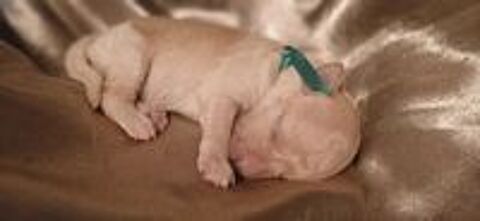   Chiot Caniche Nain Blanc LOF 