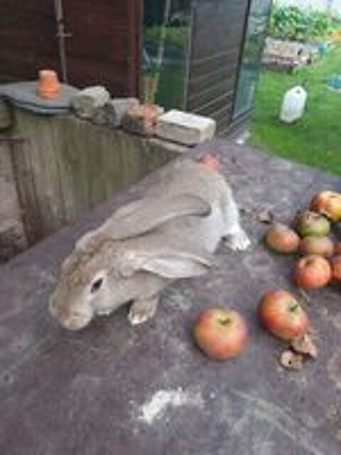   Bonjour, lapin géant des flandres male  