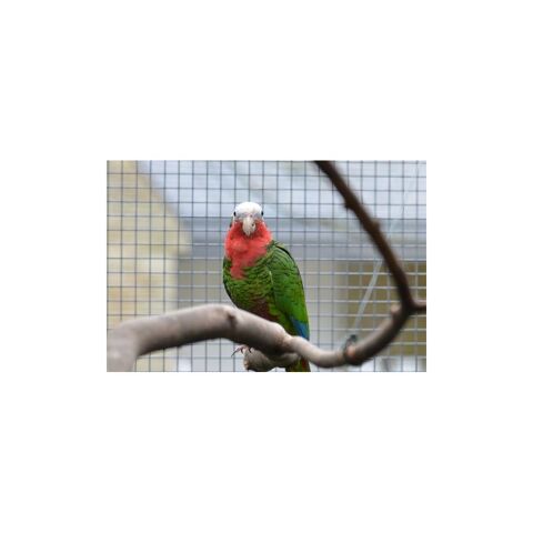 Perroquet amazone de cuba femelle epp 2002 35136 Saint-jacques-de-la-lande
