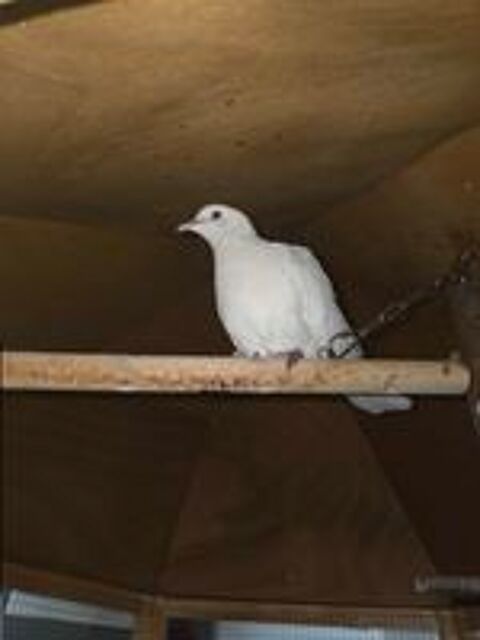   Colombes blanches 