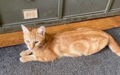   Cathy une jeune chatte rousse aux allures de chatonne 