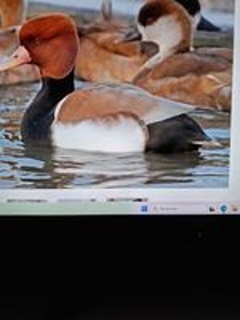   CANARD NETTE ROUSSE 