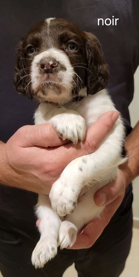 Chiots petit &eacute;pagneul de Munster 550 44130 Le g�vre