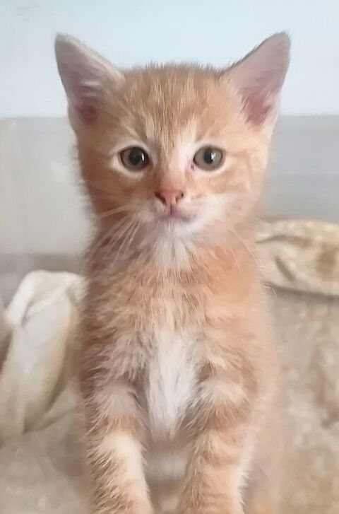  Adorables chatons m&acirc;les et femelle pr&ecirc;ts &agrave; l'adoption 0 13600 La ciotat