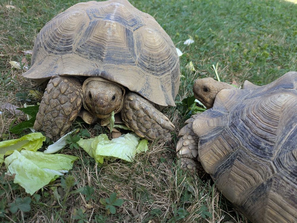 2 tortues sulcata femelles adultes 11kg Jardin