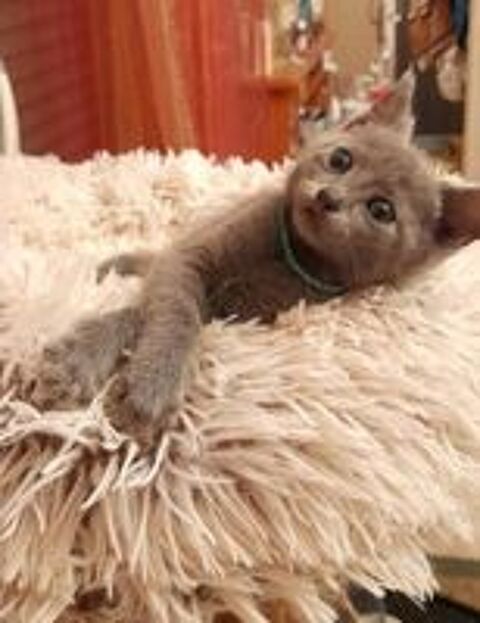   chatons bleu russe LOOF 