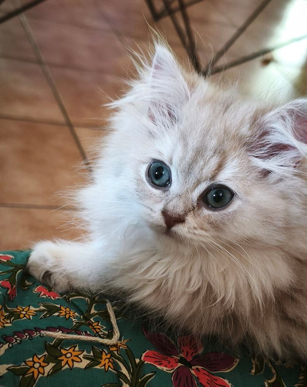   Chatons British longhair  