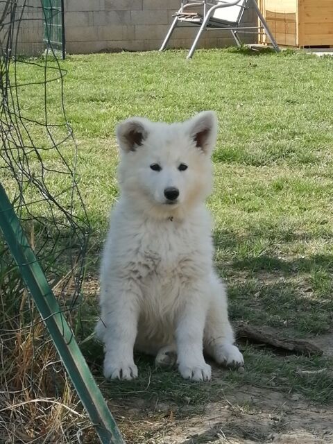 Chiots berger blanc suisse LOF 1500 26250 Livron-sur-drme