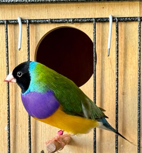 Diamant de gould 45 91350 Grigny