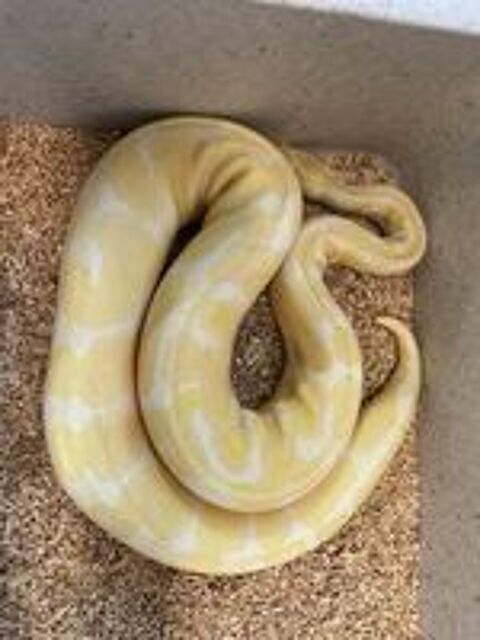   Python regius albinos femelle  