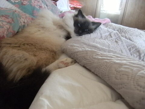 Garde animaux 0 71000 M�con