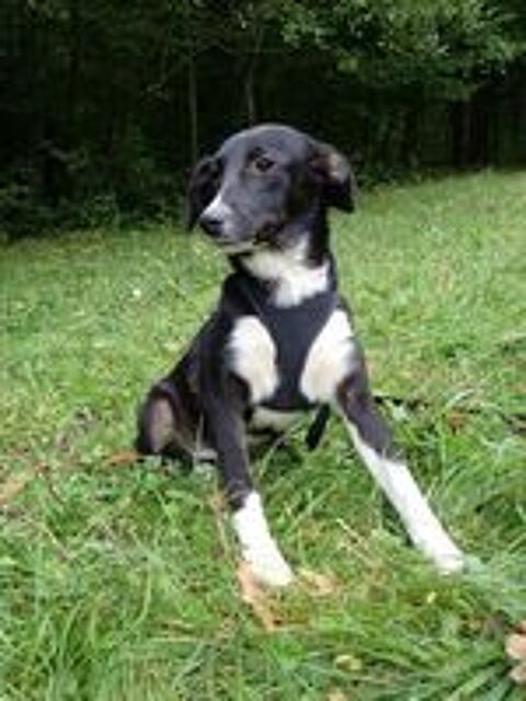   Gentiane, chiot à adopter 