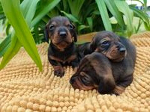   chiot teckel nain poils ras 