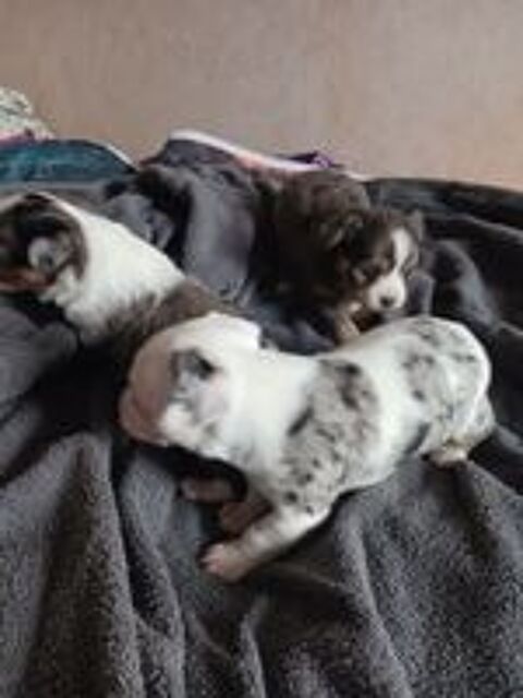   Chihuahas merle 