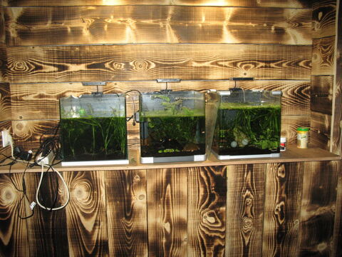 3 aquariums entierement &eacute;quip&eacute;s pour crevettes exotiques 200 91660 Méréville