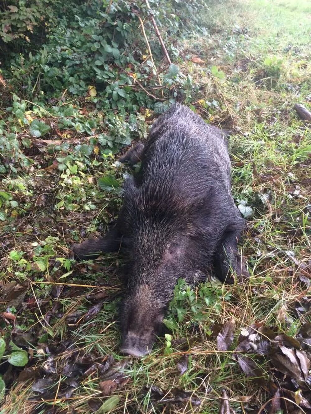 Action de Chasse Sports