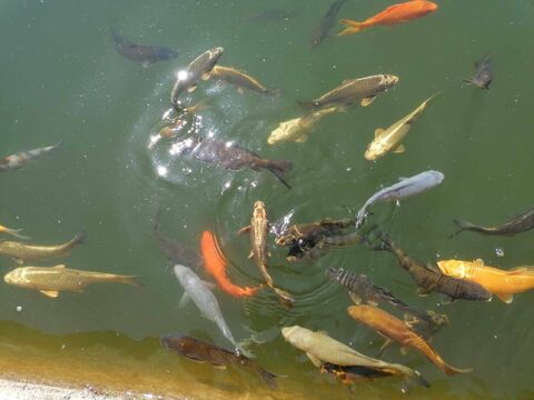 carpes koi , diffrentes tailles et couleur 21490 Varois-et-chaignot